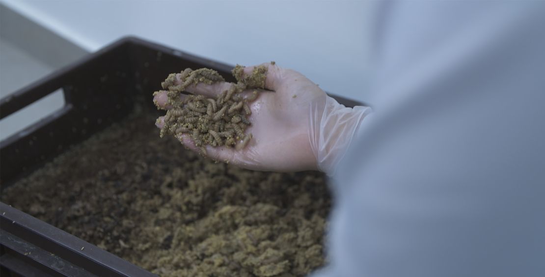 A scientist holds maggots while they eat through food waste.