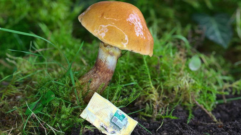 Scientists use mushrooms to make biodegradable computer chips