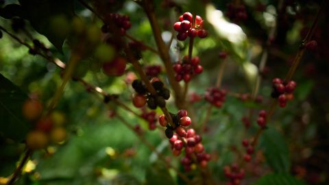 Coffee futures are down thanks to better weather in Brazil, among other factors. 