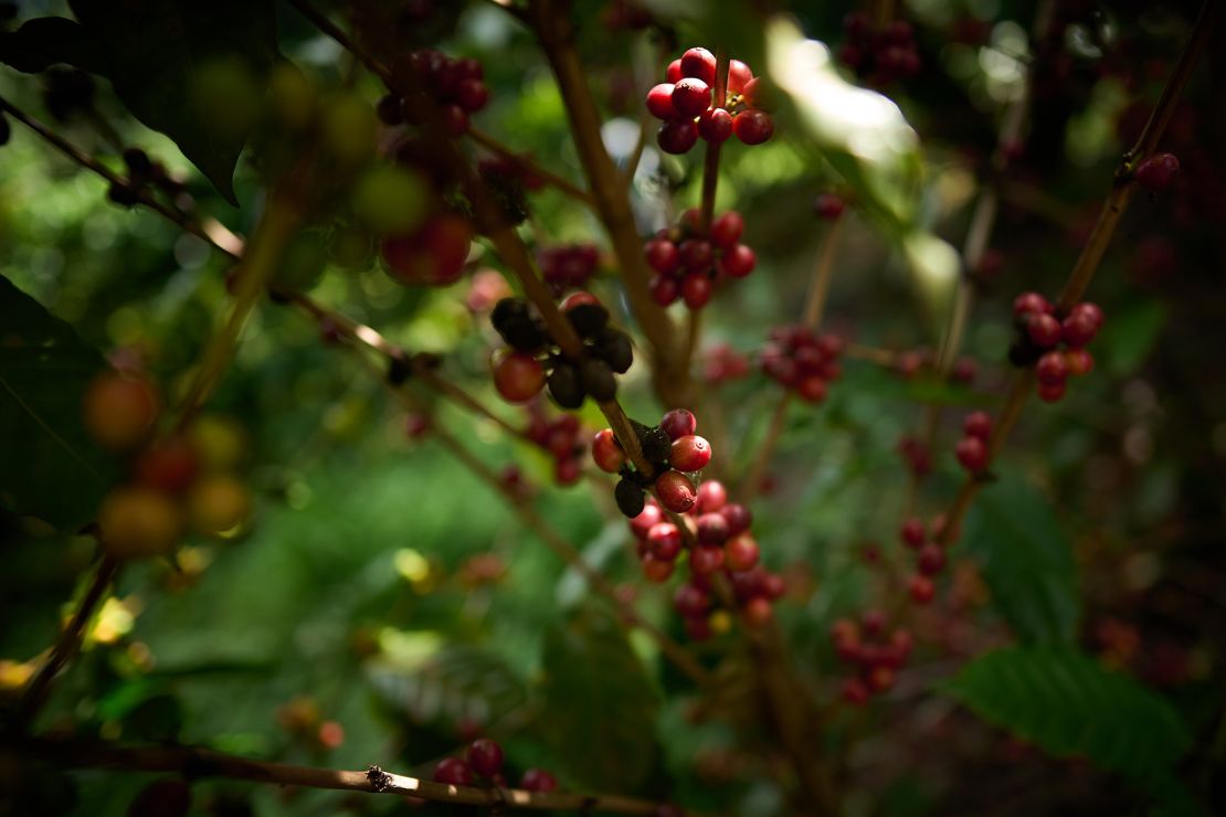 Coffee futures are down thanks to better weather in Brazil, among other factors. 