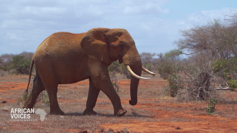 South Africa Kenya Animal conservation Super Tusker elephants  Pengiuns Tsavo Trust SPC_00000000.png
