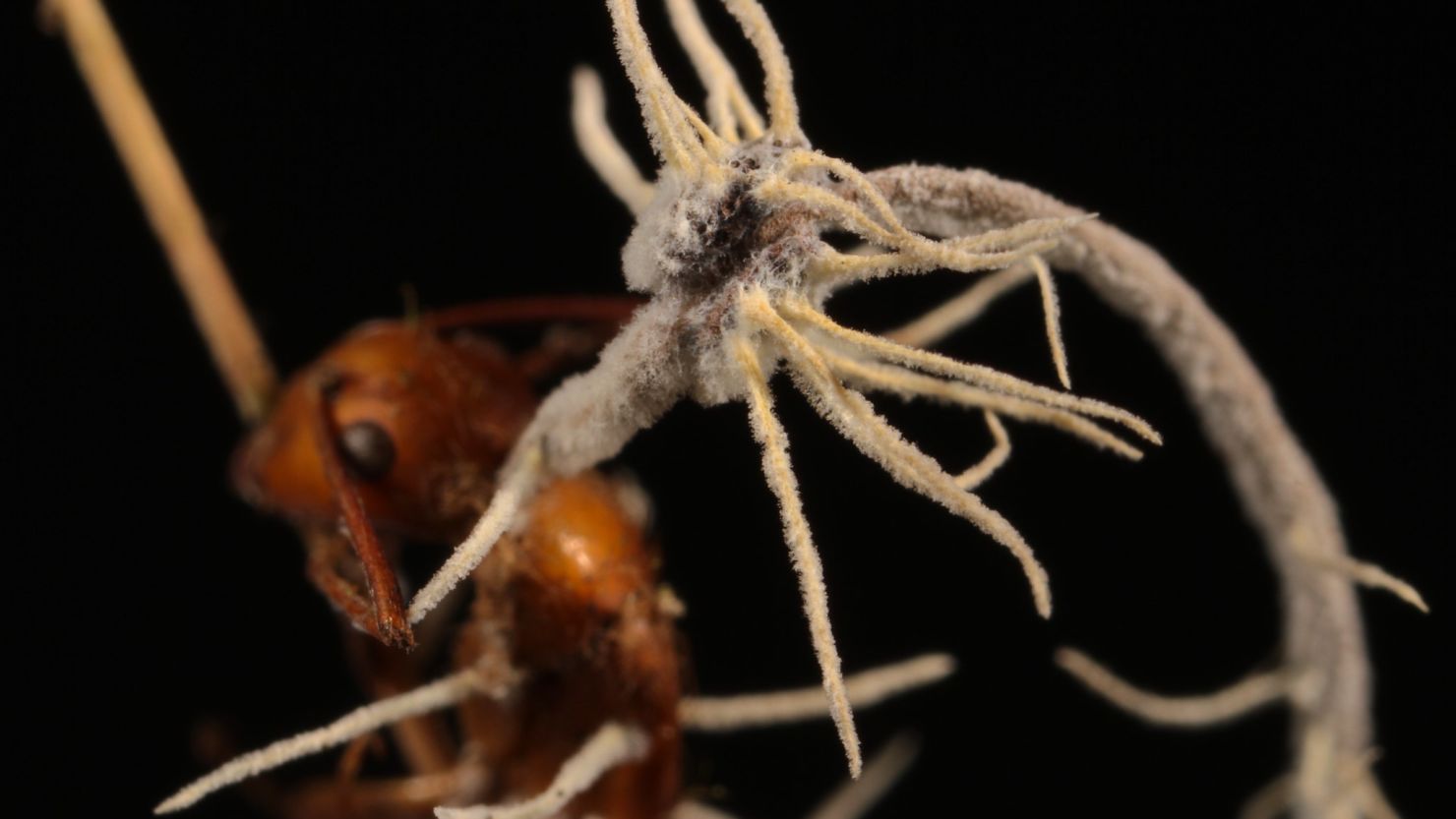 A fuzzy white fungus grows on top of the parasitic fungus that attacks and turns ants into "zombies."