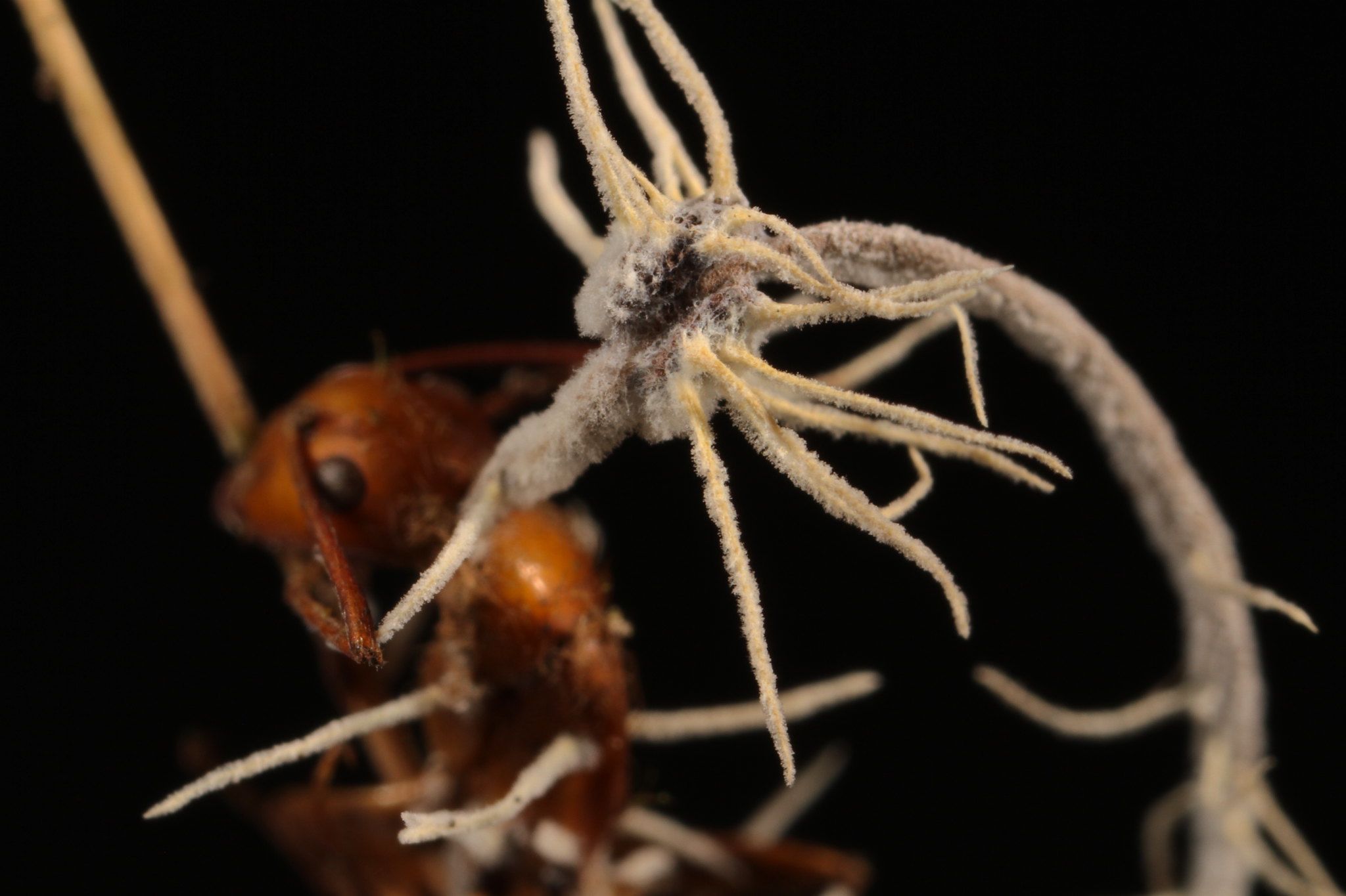 Zombie ant' fungi infected with parasites of their own | CNN