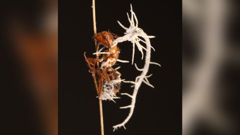 One of the new fungi, Niveomyces coronatus, causes a white coating on zombie ant mushrooms.