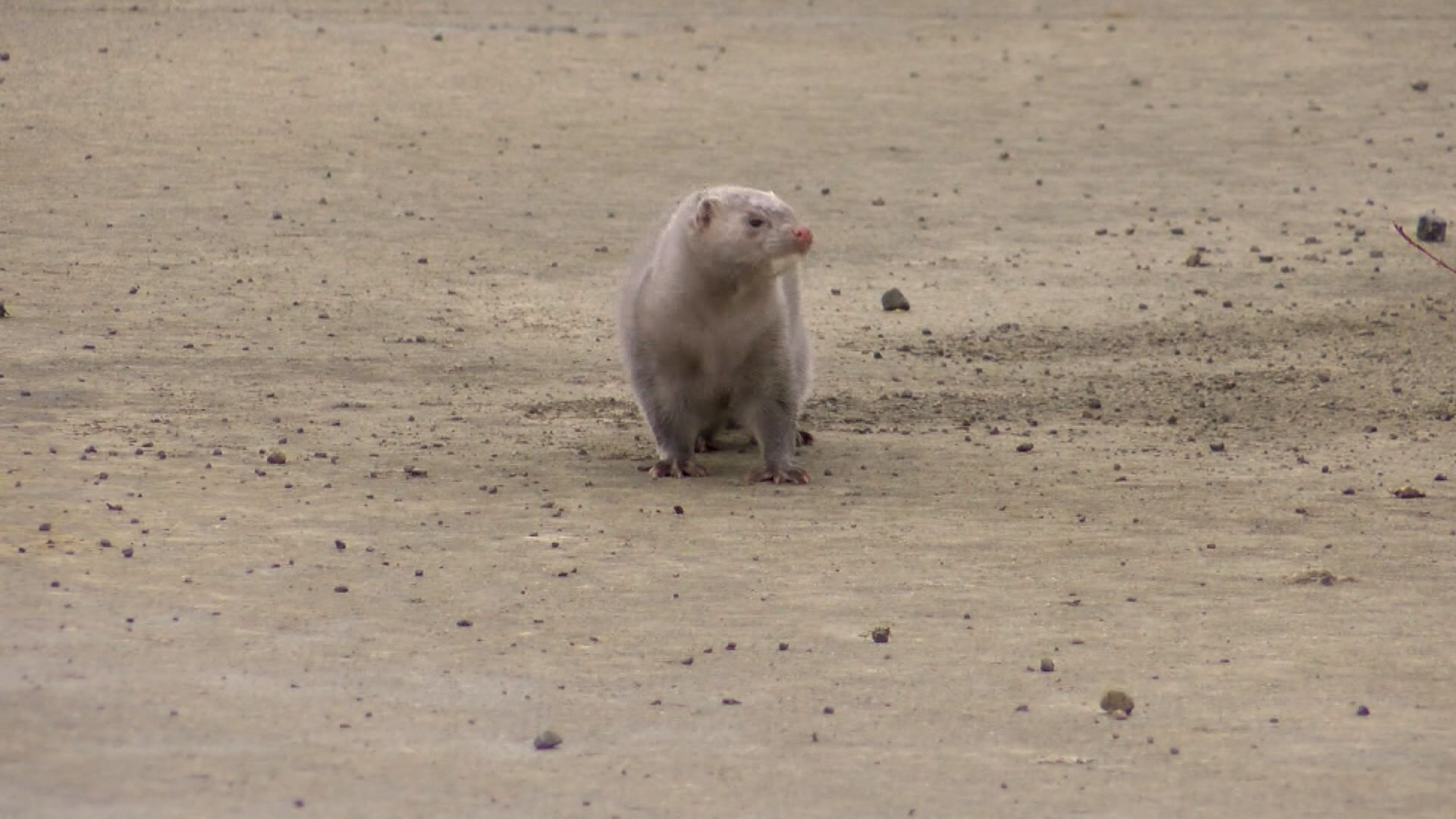 Thousands of mink fled their cages when vandals broke into an Ohio farm, deputies say | CNN Thousands of mink fled their cages when vandals broke into an Ohio farm, deputies say | CNN
