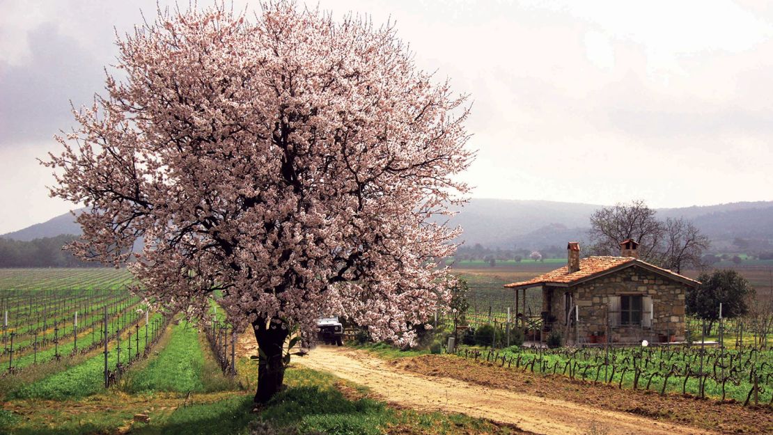 The family-owned Suvla winery near the Çanakkale Strait has more than 500 medals to its name.