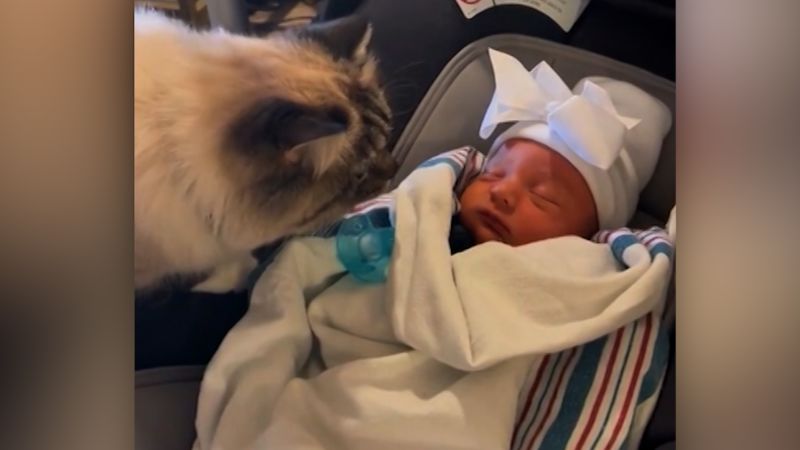 Family cat crashes interview about her viral reaction to new baby
