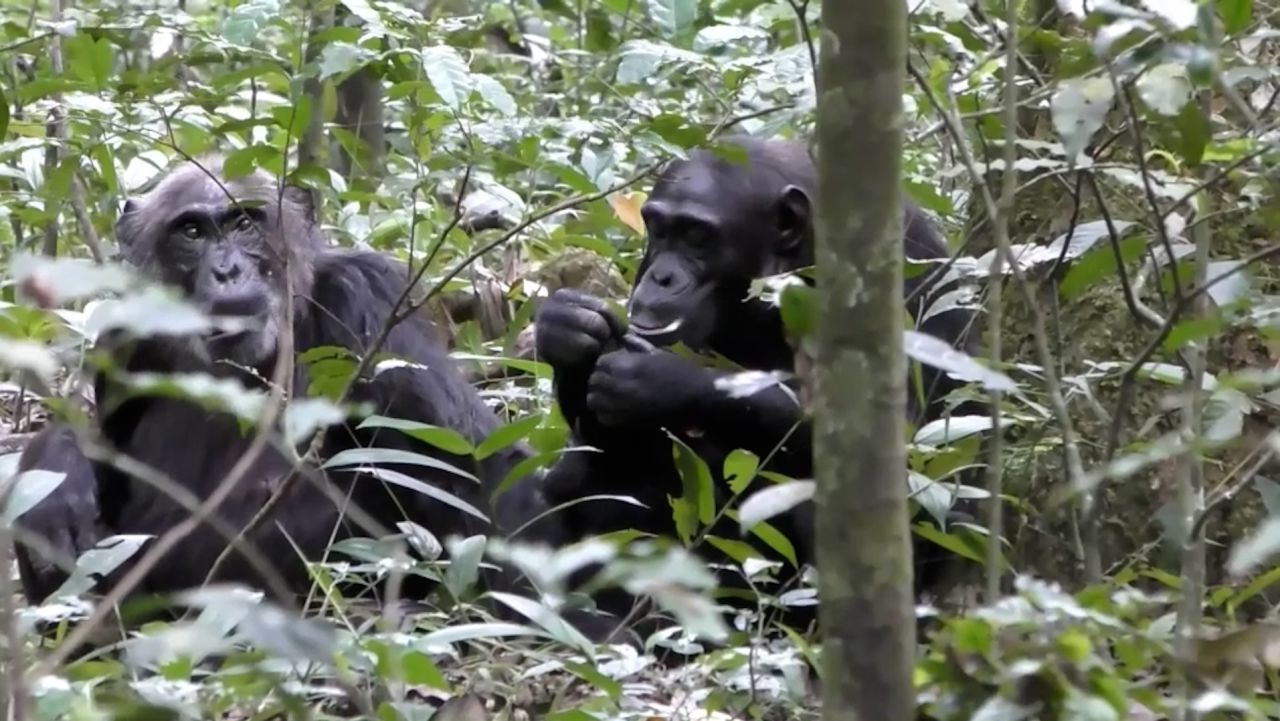 wild chimpanzees share experience humans scn
