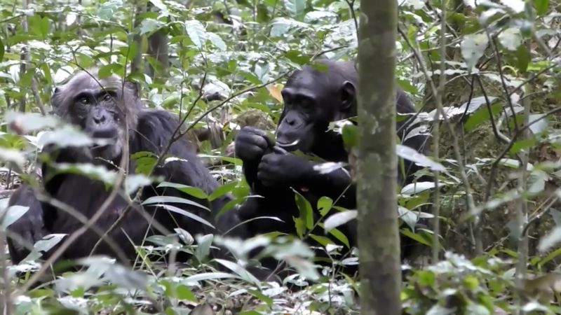 Wild chimpanzees look to share experiences with each other, just like humans | CNN