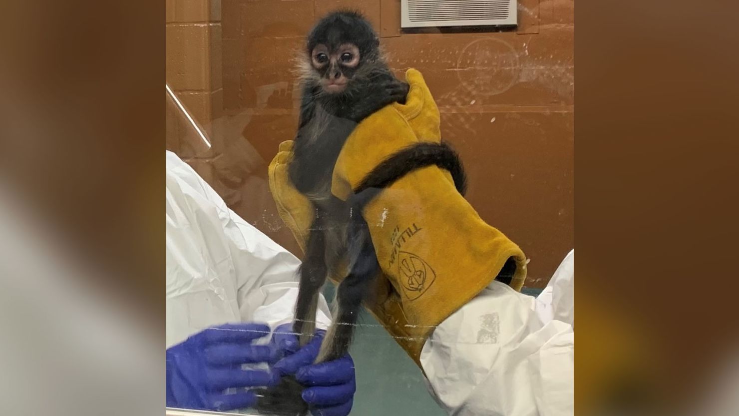 A Texas woman was arrested after illegally smuggling an endangered spider monkey into the US, officials said.