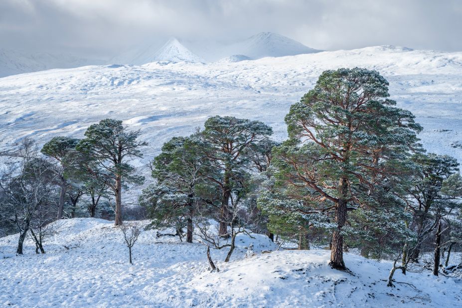 Brian Pollock won the "Frozen Worlds" category with this image: "The last gasp of a short-lived winter in the Scottish Highlands let me photograph these coniferous Scots Pine trees. A short while later, the snow had melted and the Highlands had an unexpected early heatwave," he says.