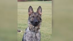 Loki, a K9 police dog with the Michigan State Police, helped officers locate an 80-year old hunter who had repeatedly fallen into a river.