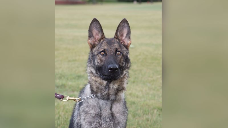 Police dog helps rescue 80-year old hunter after he fell into a Michigan river | CNN
