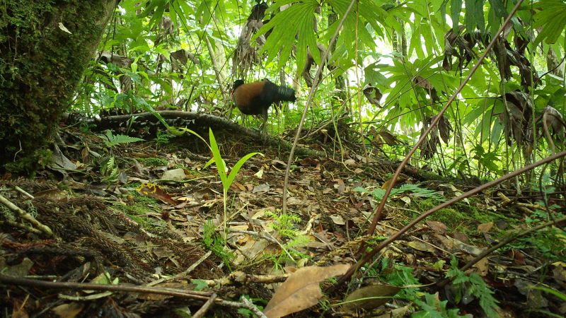 Papua-Jaungvinejā “atklāta” sen zaudēta baložu suga