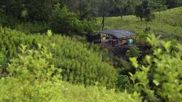 Coca fields are seen in Tibu municipality, Norte de Santander department, Colombia, on October 29, 2022. - "The government is persecuting us", deplores one of the more than a thousand coca growers gathered on the Colombian-Venezuelan border. AFP listened to their claims in the face of the new leftist government headed by the world's largest cocaine producer. "Because we are coca leaf collectors, they brand us as guerrillas, as drug traffickers, as criminals", complains Alexander Contreras (36), an expert scraper or stripper of the plant, which is the raw material for cocaine.