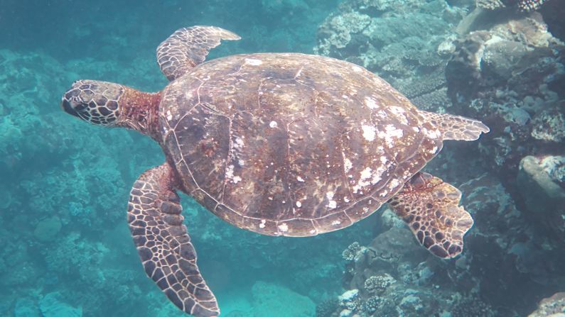 <strong>Local wildlife: </strong>An abundance of life can be found in the waters surrounding the archipelago. Tropical fish can be spotted swimming just off the coast and beaches provide nesting grounds for sea turtles. 