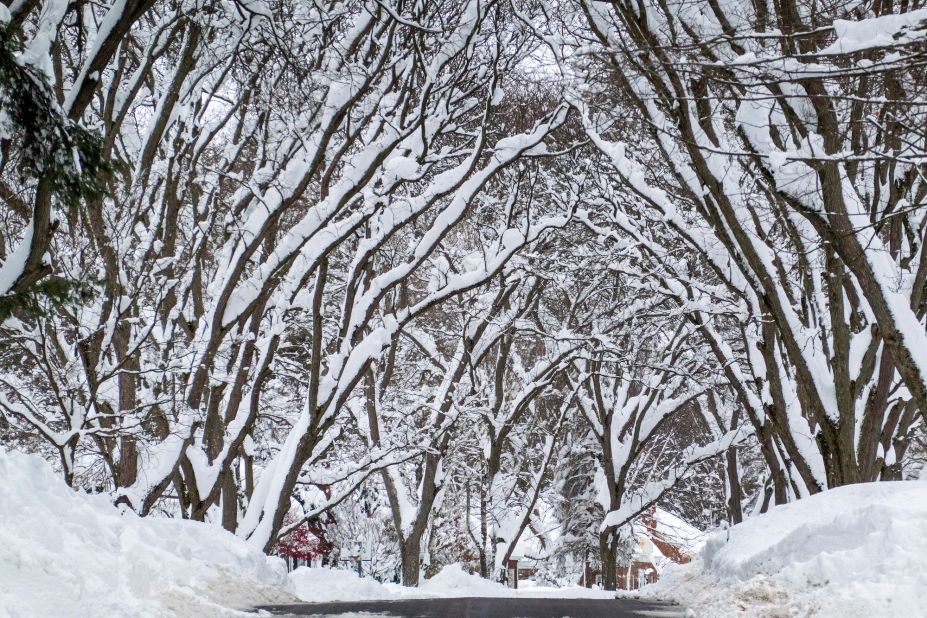 Snow-covered trees line a street in Orchard Park during a break in the storm on Saturday. 