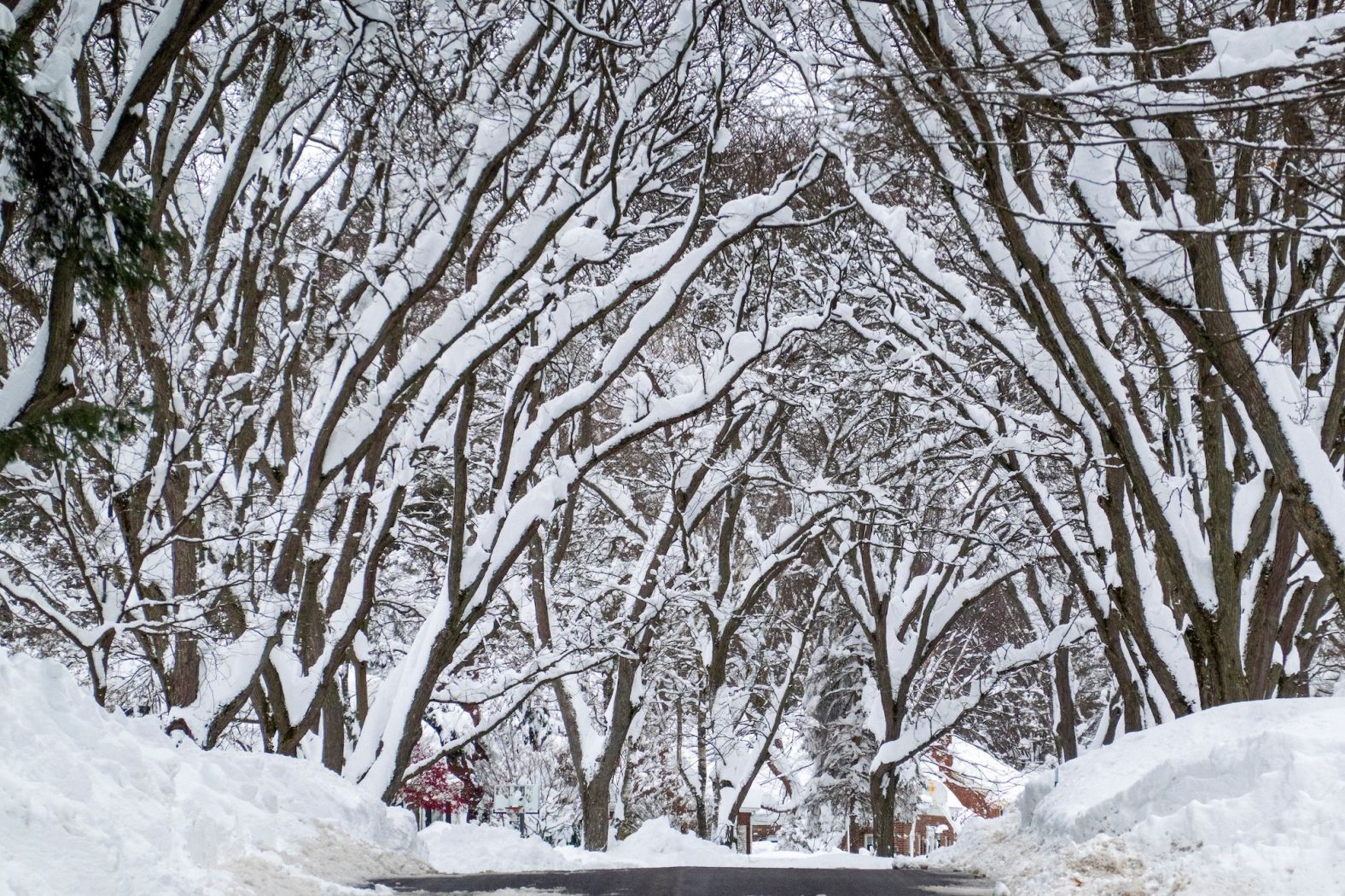 Snow-covered trees line a street in Orchard Park during a break in the storm on Saturday.