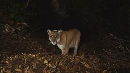 Male mountain lion P-22 attacked and killed a pet chihuahua mix in Los Angeles this month, according to the National Park Service. P-22 is believed to have the smallest home range of any adult male mountain lion ever studied.