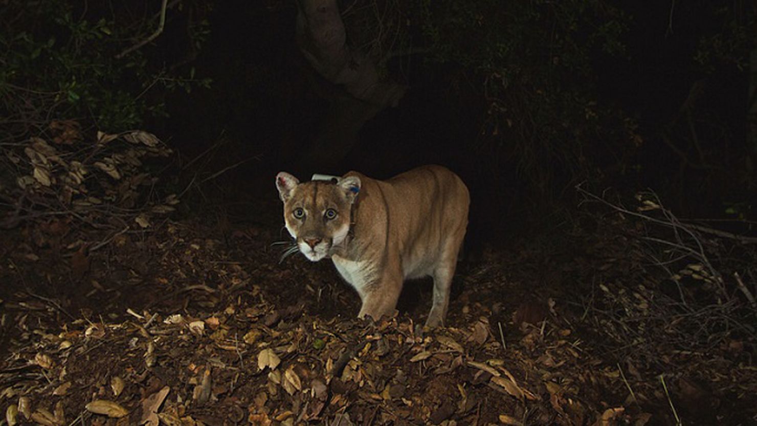 Male mountain lion P-22 attacked and killed a pet chihuahua mix, according to the National Park Service.
