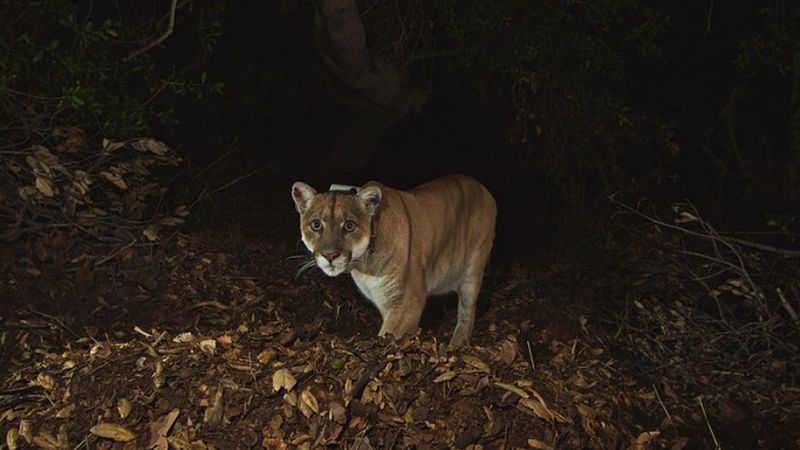 Mountain lion attacks and kills leashed chihuahua in the Hollywood Hills | CNN