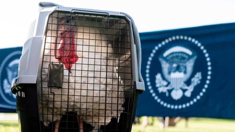 Biden pardons Thanksgiving turkeys: ‘No ballot stuffing, no fowl play’ | CNN Politics