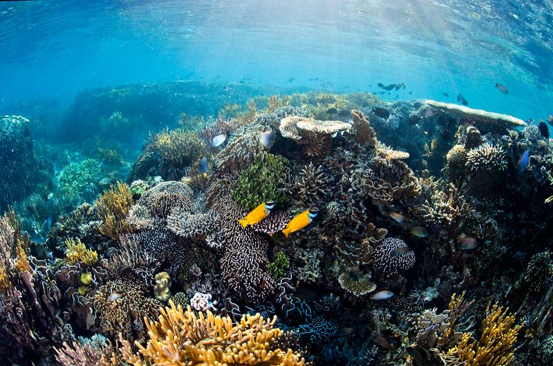 Florida Ocean Temps Surge To 100 Degrees As Mass Coral Bleaching Event ...