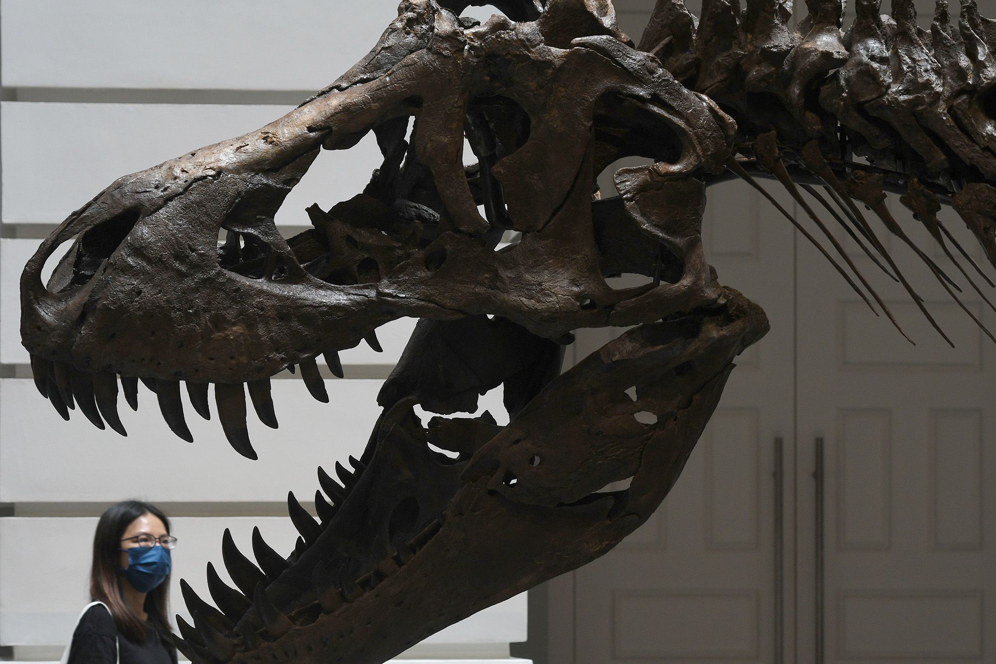 T. rex skull up for auction, could fetch $20 million