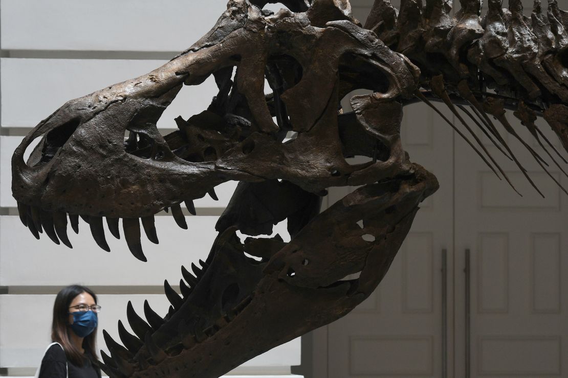 A close-up of the Tyrannosaurus Rex named Shen while on display at the Victoria Theatre and Concert Hall in Singapore on Oct. 28, 2022.