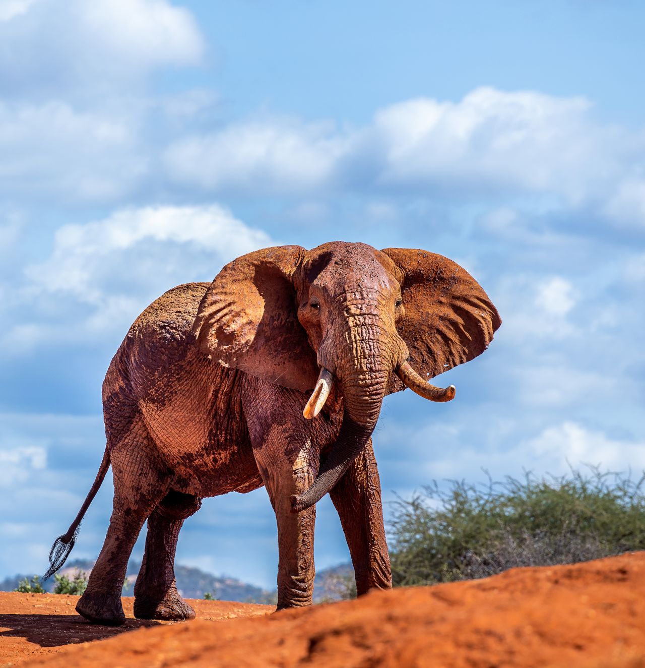 "By protecting the elephants, we're protecting other wildlife species and their habitats as well. The goal is to have all biodiversity protected -- not only elephants but all wildlife species within the Tsavo Conservation Area. Elephants and rhinos are the flagship species, but all other wildlife benefit from their protection," says Kyalo.
