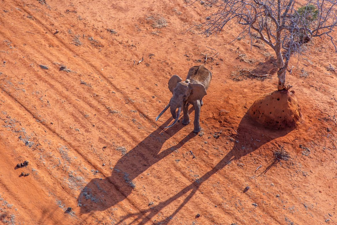 One issue is the uneven distribution of watering points, says Kyalo. "Boreholes have been mostly preferred but are all in the same locality. Wildlife is mostly concentrated in these areas during dry seasons causing vegetation degradation," Kyalo says.