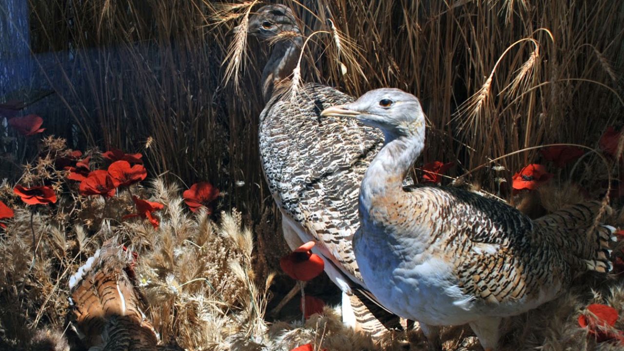 Great bustards eat corn poppies for their medicinal properties.