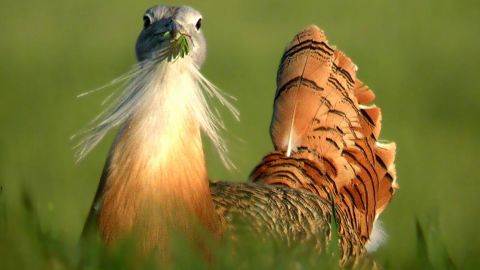 Being healthy is one of the ways a male great bustard can make himself appear attractive to win a female's attention.