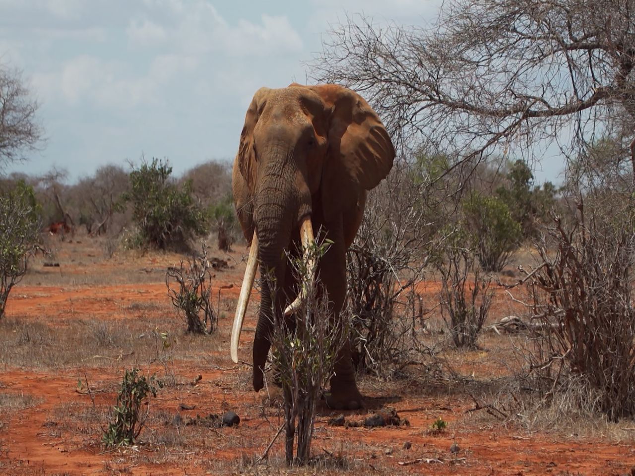 Tsavo Trust along with Kenya Wildlife Services have their hands full with protecting against poaching for ivory and bushmeat, but Kyalo says there are other areas of concern. <br />