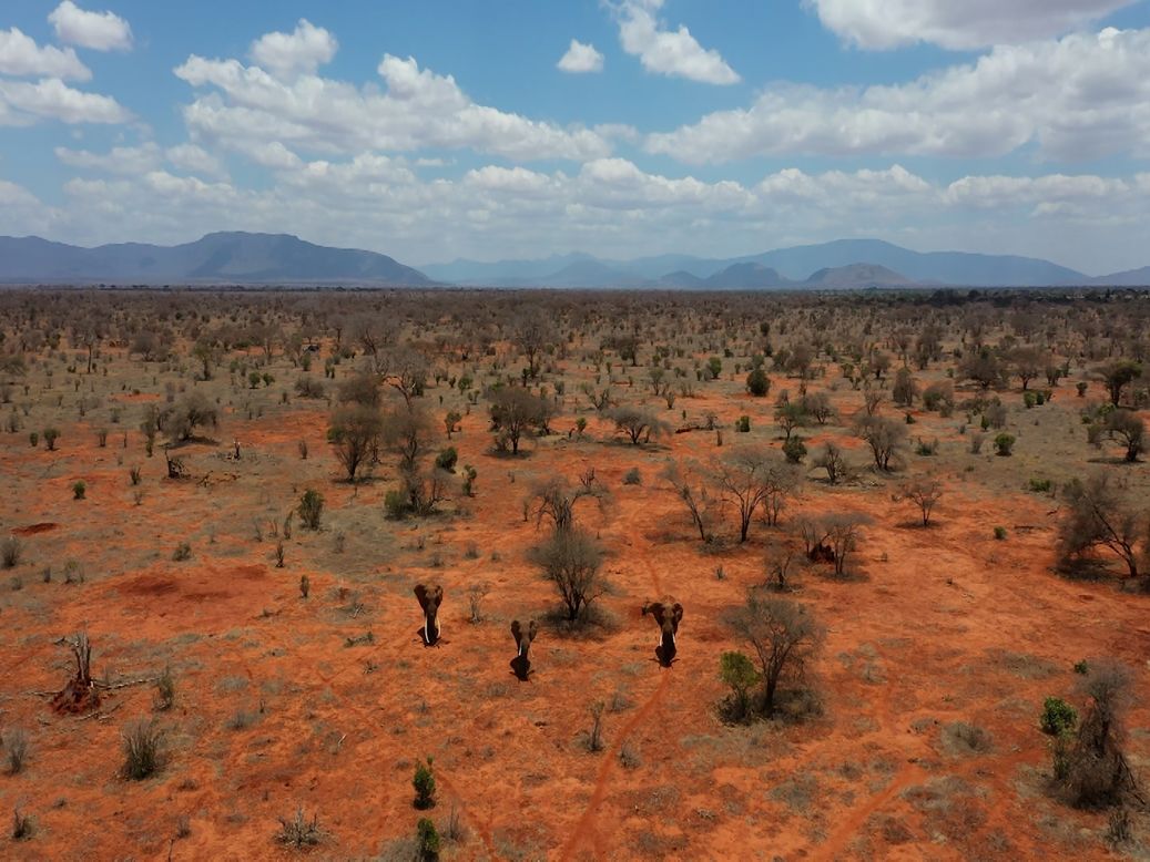 "I also look out for activities such as illegal livestock incursions, logging, poaching, and report the same to our security teams," says Kyalo.