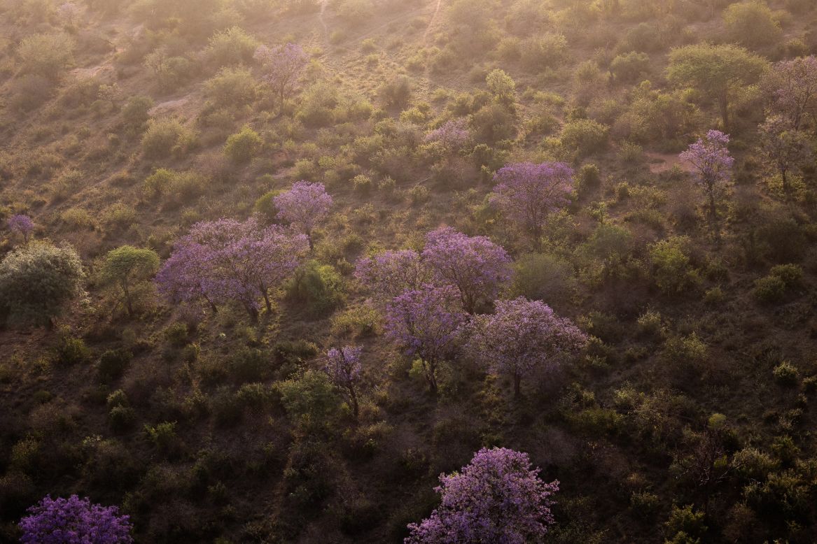 Kyalo says that the Tsavo preservation area is hugely important. "The ecosystem holds 18% of the country's black rhinos. Tsavo Conservation Area also harbors the critically endangered Hirola (antelope) and the endangered Grevy's Zebra."