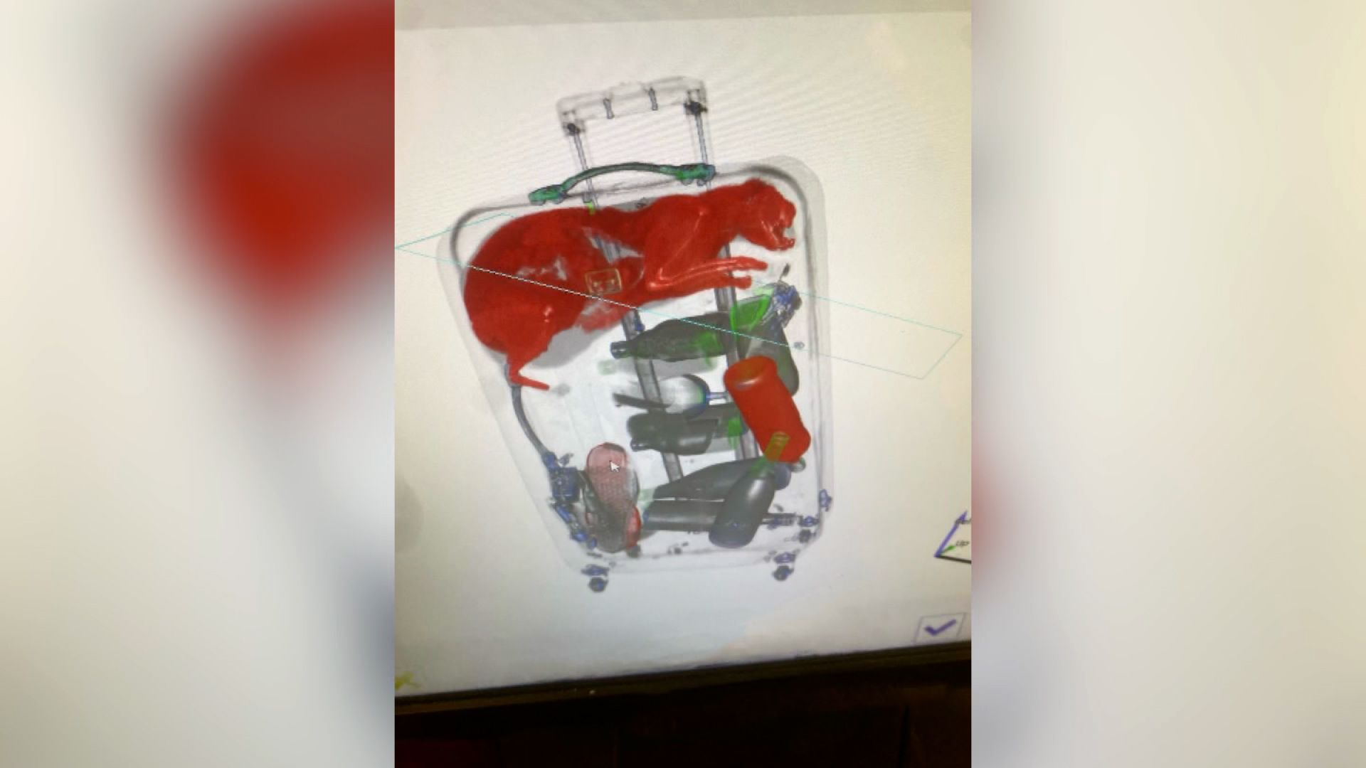 TSA Finds Cat Inside Carry On Bag After X Ray Scan at Airport
