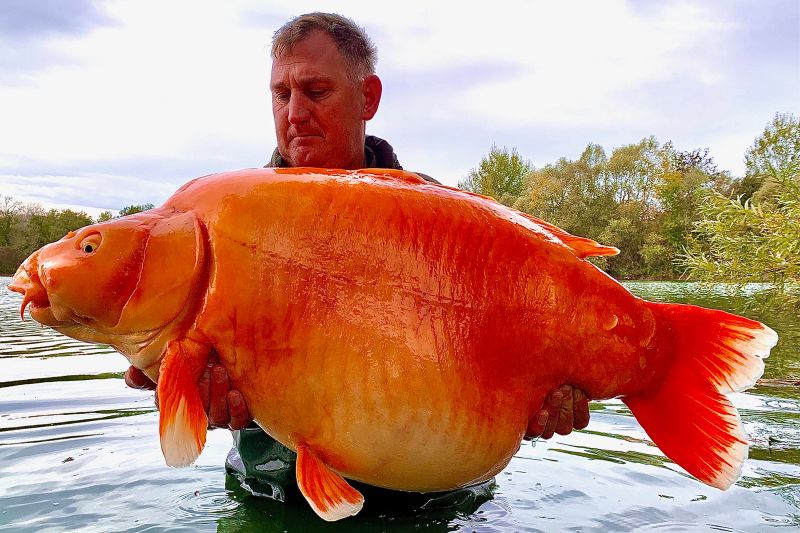 Goldfish in store lake