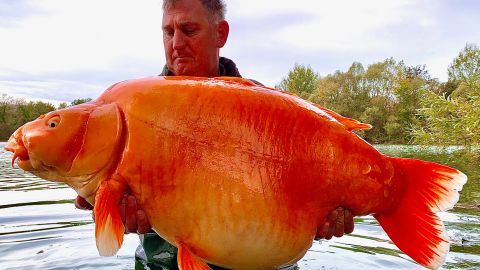 Angler Andy Hackett lands one of the world's biggest goldfish ever caught. The gigantic orange specimen, aptly nicknamed The Carrot, weighed a whopping 67 pounds, 4 ounces.