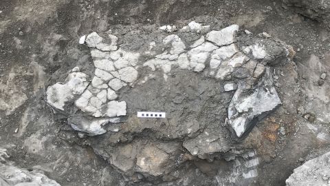 Fragmentos de la pelvis y el caparazón de una tortuga gigante se exhiben en un sitio de excavación en el norte de España.