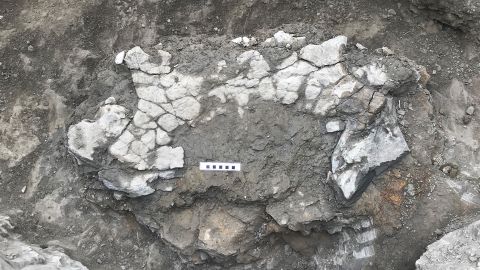 Fragments of a giant turtle's pelvis and carapace are shown at the excavation site in northern Spain.