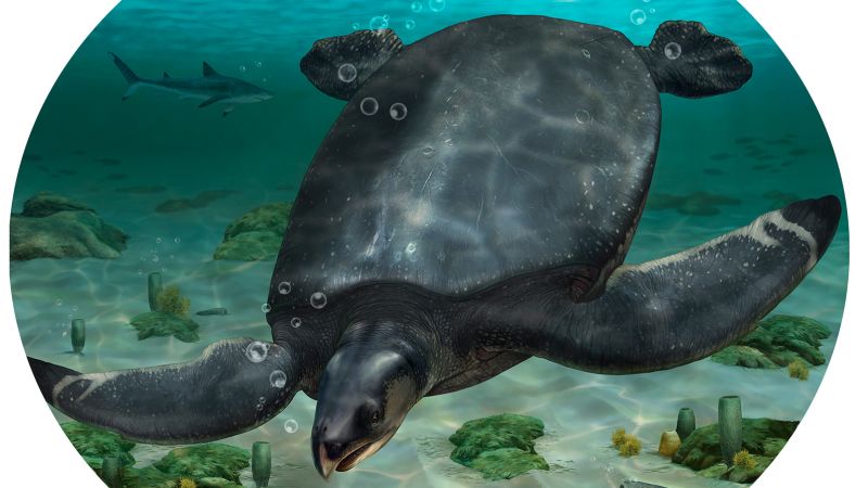 Une tortue de mer préhistorique géante a été récemment découverte en Europe