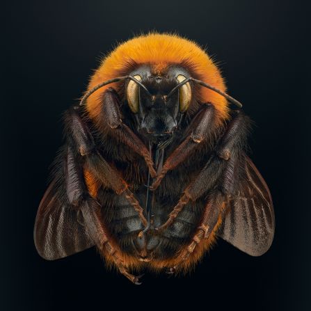 This photo of the <a href="index.php?page=&url=https%3A%2F%2Fextinctandendangered.com%2Fgallery%2Fbombus-dahlbomii%2Finfo" target="_blank" target="_blank">giant Patagonian bumblebee</a> is one of Biss's favorites in the series. By focusing on the underside, it shows areas of the insect humans wouldn't usually see. "It's an unusual image, it confronts the viewer," he said. Populations of the bee, which is native to southern South America, have plummeted since farmers introduced domesticated European bumblebees to help pollinate crops. 