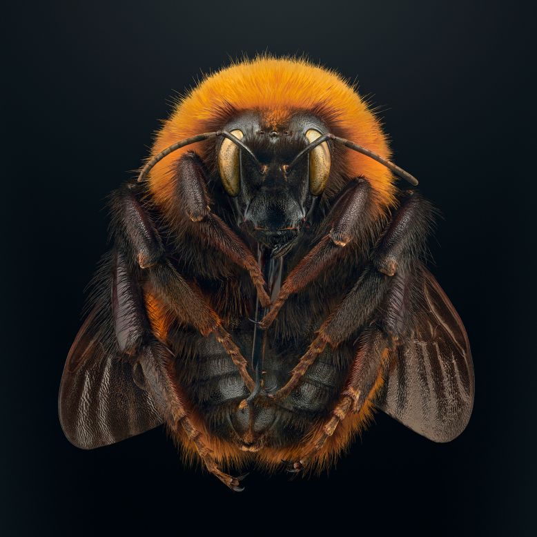 This photo of the <a href="https://extinctandendangered.com/gallery/bombus-dahlbomii/info" target="_blank" target="_blank">giant Patagonian bumblebee</a> is one of Biss's favorites in the series. By focusing on the underside, it shows areas of the insect humans wouldn't usually see. "It's an unusual image, it confronts the viewer," he said. Populations of the bee, which is native to southern South America, have plummeted since farmers introduced domesticated European bumblebees to help pollinate crops. 
