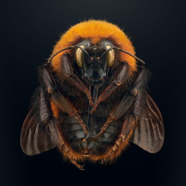 This photo of the <a href="https://extinctandendangered.com/gallery/bombus-dahlbomii/info" target="_blank" target="_blank">giant Patagonian bumblebee</a> is one of Biss's favorites in the series. By focusing on the underside, it shows areas of the insect humans wouldn't usually see. "It's an unusual image, it confronts the viewer," he said. Populations of the bee, which is native to southern South America, have plummeted since farmers introduced domesticated European bumblebees to help pollinate crops.