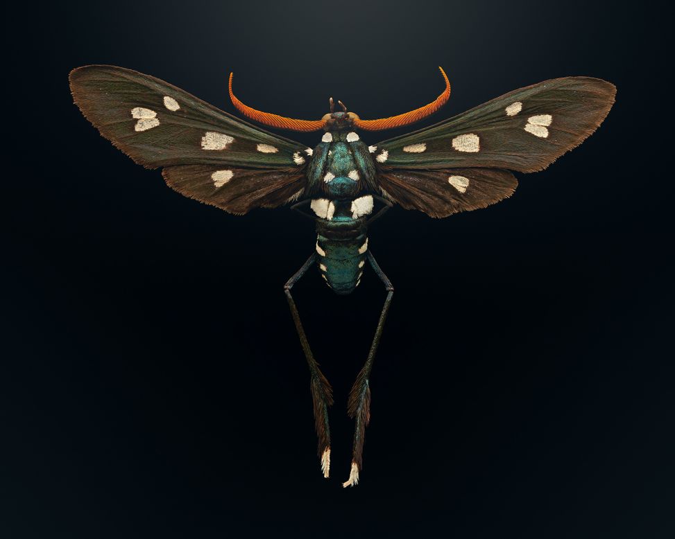 All the specimens photographed were selected from the American Museum of Natural History's enormous archives. The <a href="https://extinctandendangered.com/gallery/pseudocharis-minima/info" target="_blank" target="_blank">lesser wasp moth</a>, found in southern Florida and parts of the Caribbean, looks and flies like a wasp, but it has no sting. The species is threatened by human activities, including the spraying of insecticides. 