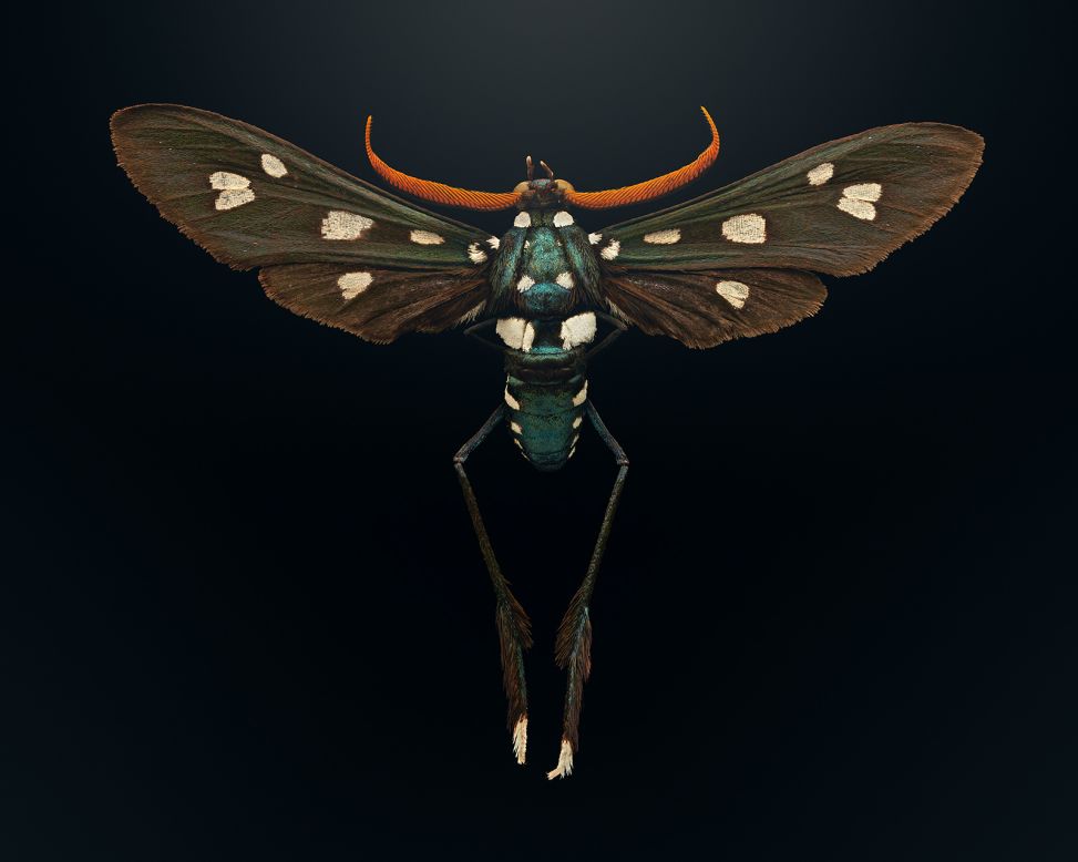 All the specimens photographed were selected from the American Museum of Natural History's enormous archives. The <a href="https://extinctandendangered.com/gallery/pseudocharis-minima/info" target="_blank" target="_blank">lesser wasp moth</a>, found in southern Florida and parts of the Caribbean, looks and flies like a wasp, but it has no sting. The species is threatened by human activities, including the spraying of insecticides.