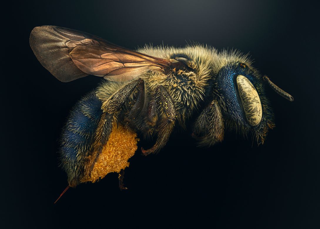 "Extinct & Endangered," a new book by British photographer Levon Biss and the American Museum of Natural History features heavily magnified photographs of 40 species of insects that are either already extinct or under severe threat. The <a href="https://extinctandendangered.com/gallery/osmia-calaminthae/info" target="_blank" target="_blank">Blue Calamintha Bee</a>, has a wingspan of around 10 millimeters and the bright yellow seen here under its abdomen is pollen. Found in Florida, the species is listed as "critically imperiled" by US conservation organization NatureServe.