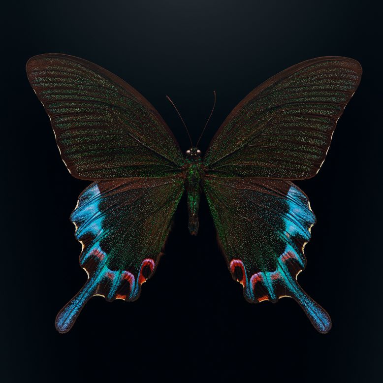 Here, Biss captures the exquisite beauty and texture of a <a href="https://extinctandendangered.com/gallery/papilio-chikae/info" target="_blank" target="_blank">Luzon peacock swallowtail</a> -- its velvety black wings showing turquoise and purple scales. The species, found in the Philippines, is threatened by habitat loss due to logging. Its elegance also makes it a target for commercial butterfly traders.