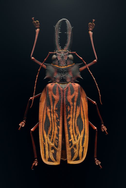 Biss hopes that the clarity and beauty of the photographs will make people care more about the insects. In this photo of the <a href="https://extinctandendangered.com/gallery/macrodontia-cervicornis/info" target="_blank" target="_blank">sabertooth longhorn beetle</a>, he captures its intricate patterns that resemble tree bark. The beetles, which live in the Amazon River basin and can reach seven inches long, are threatened by deforestation.
